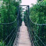 a-bridge-through-the-woods